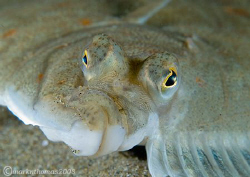 Fish Face.
Plaice under Trefor Pier, N. Wales.
60mm & w... by Mark Thomas 
